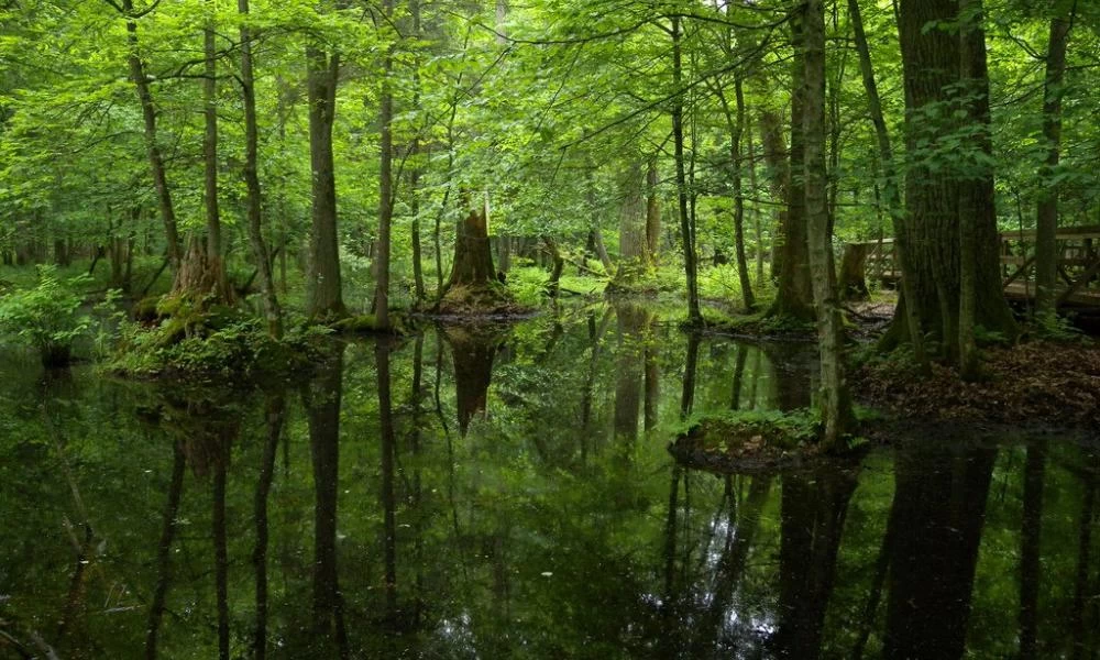 Οικογένεια κρύφτηκε στο δάσος για να γλιτώσει από τον κορονοϊό και το «τσιπάρισμα»